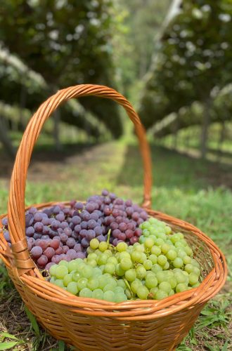 WhatsApp Image 2023-11-15 at 11.38.32